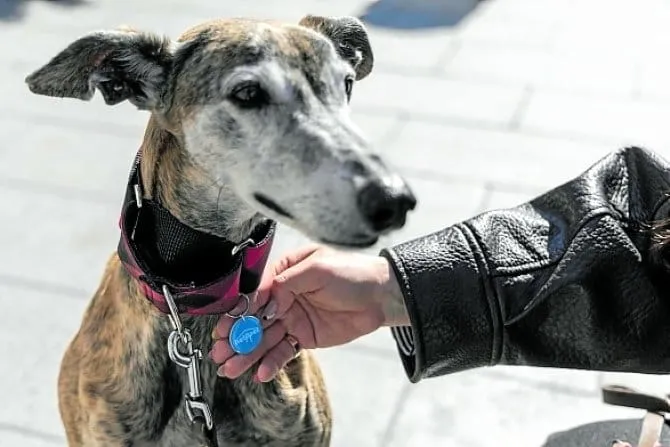 Perro con chapita NFC