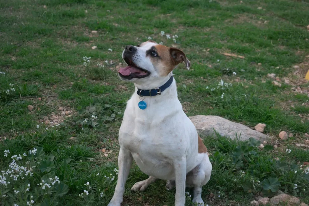 Perro con Helppet-TAG